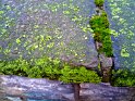 Algen wachsen auf einer Mauer in der Karlstraße 